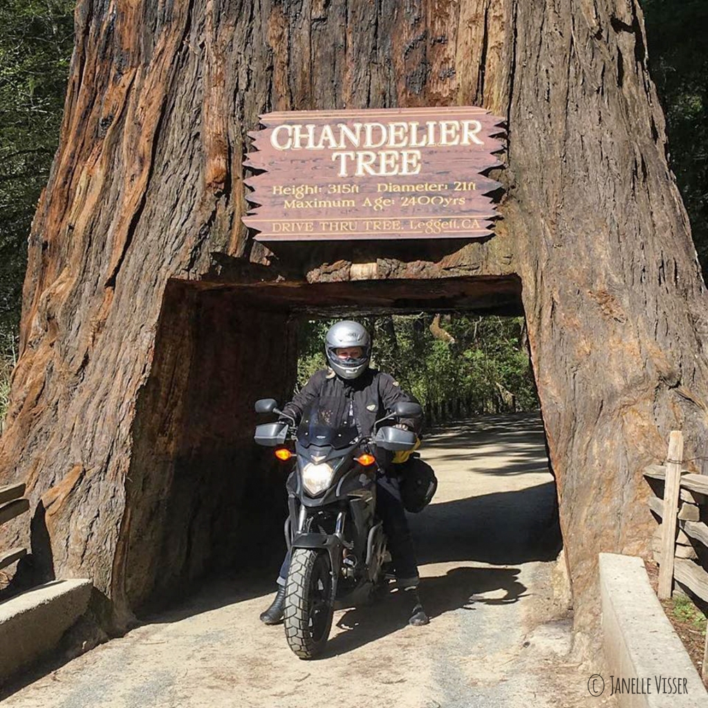 motorcycle driving through Chandelier Tree